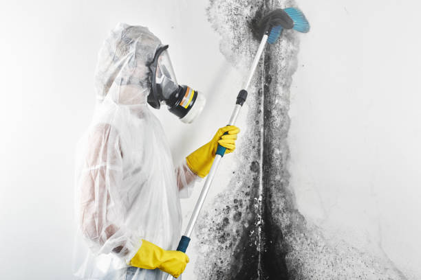 Best Mold Odor Removal Services  in USA