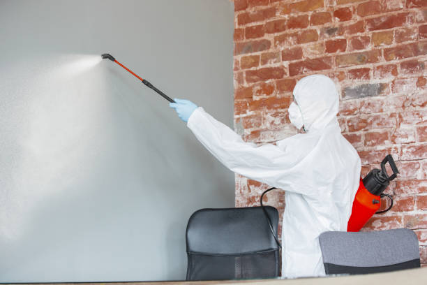 Best Attic Mold Removal  in USA