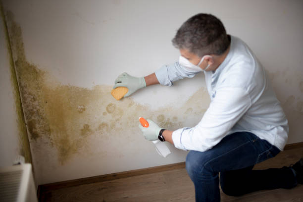 Best Mold Remediation for Vacation Homes  in USA